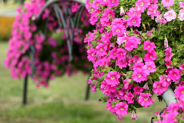 Obraz premium Beautiful arch made of flowerbeds, closeup