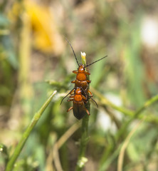 Fototapeta premium Two Common Red Soldier Beetle (Rhagonycha fulva) mating