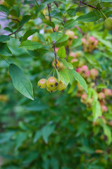 가을의 나무에 열린 열매