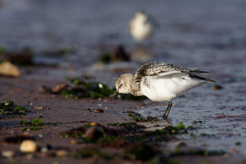 Sanderling, Calidris alba