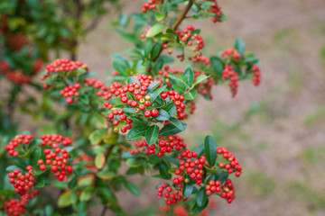 가을의 나무에 열린 빨간 열매