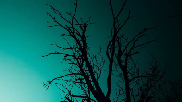 Silhouette old dry dead tree against the blue sky