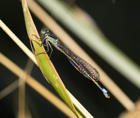 A close up of a dragonfly sitting on a leaf