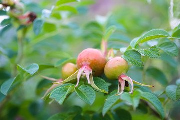 Ripe rose hips growing on a branch in the garden.