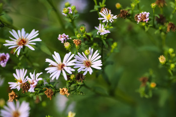 Little daisies grow in the garden.