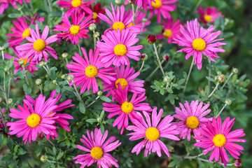 Daisy with purple petals grow from the garden.