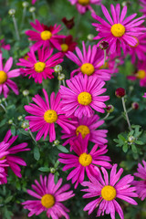 Daisy with purple petals grow from the garden.