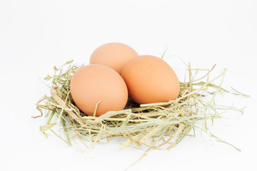 Raw Eggs in a nest isolated