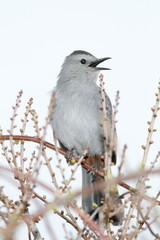 Catbird amid buds