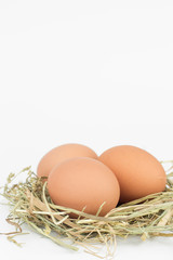 Raw Eggs in a nest isolated