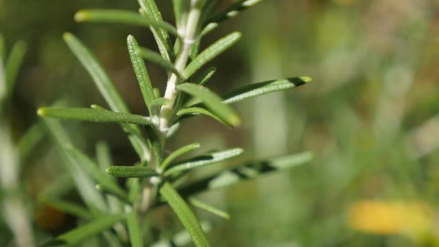 Herbal Rosemary plant needles in the garden shallow DOF 4K 2160p 30fps UltraHD footage - Green Rosmarinus officinalis tasty and healthy spice close-up 3840X2160 UHD video 