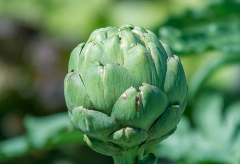 Obraz premium Artichoke