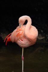 Naklejka premium Flaming na jednej łapie