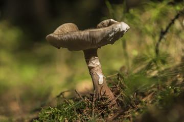 Fototapeta premium Mushroom in summer forest in south Bohemia