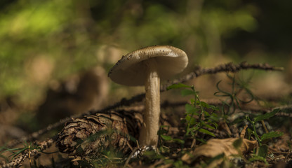 Mushroom in summer forest in south Bohemia