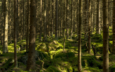 Fototapeta na wymiar Forest with big stones on ground