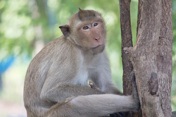 Fototapeta premium サルのポートレート