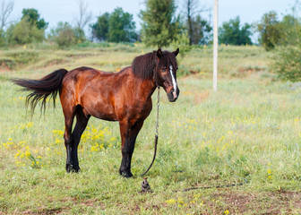 Brown horse on a summer pasture