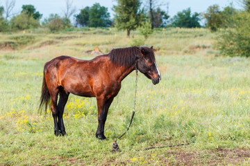 Fototapeta premium Brown horse eating grass on the field