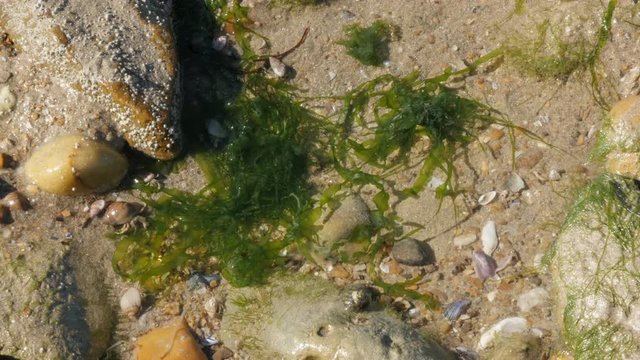 After tide Pagurus bernhardus in shallow ocean water moving fast 4K 2160p 30fps UltraHD footage - Common marine hermit soldier crab in the shell 3840X2160 UHD video 