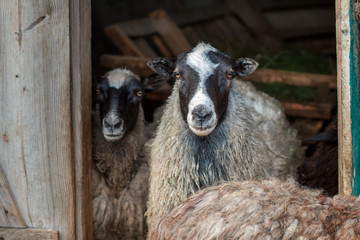 sheeps in the doorway of the barn. Herd of pet on farm.
