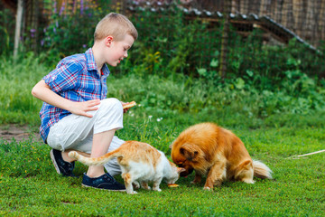 little boy feeds the stray cat and red-haired homeless dog