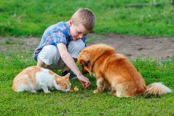 Naklejka na ściany i meble boy in a plaid shirt feeding the cat and dog in the yard