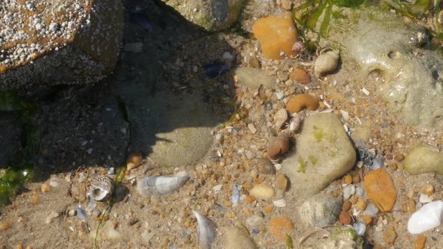 In shallow ocean water Pagurus bernhardus and other organisms moving fast 4K 2160p 30fps UltraHD footage - Common marine hermit soldier crab in the shell 3840X2160 UHD video 