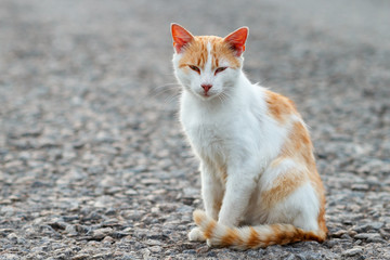 Portrait of a stray cat. White and red cat sitting alone on the road looking at the camera, a lot of space for text, copyspace. Street cat watching. Sunset, backlight
