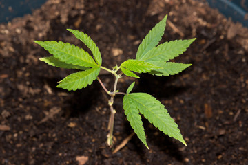 California Medical Marijuana New Growth 