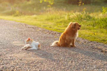 Cat and dog resting together on the warm asphalt road. Cat and dog looking in different directions