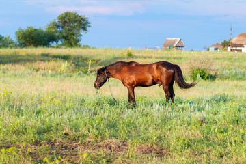 Brown horse grazing on a leash, horse in the field at the evening