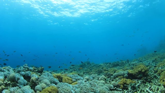 Coral reef underwater. Tropical fish in ocean.