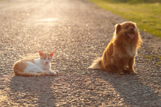 Cat And Dog Resting Together On The Warm Asphalt Road. Sunset