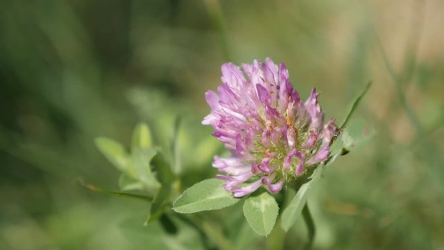 Red clover herbaceous specie plant and ladybird in the field 4K 2160p 30fps UltraHD footage - Trifolium pratense purple flower with tiny ladybug hidden in grass 3840X2160 UHD video 