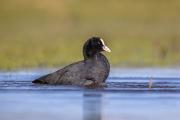Eurasian coot Waterfowl washing in wetland pond
