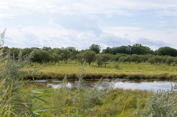 Pond covered with mud among fields and forests  