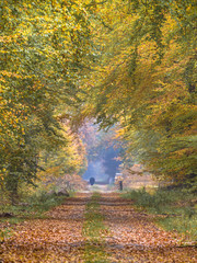 Fototapeta na wymiar Autumn lane with towering Beech