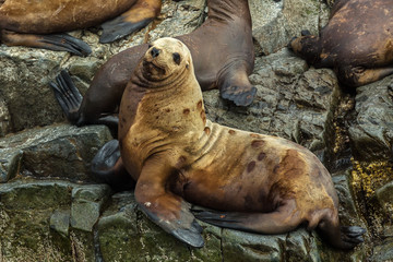 Obraz premium Rookery Steller sea lions. Island in Pacific Ocean near Kamchatka Peninsula.