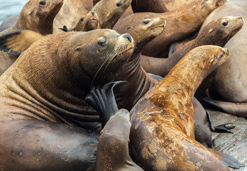 Rookery Steller sea lions. Island in Pacific Ocean near Kamchatka Peninsula.