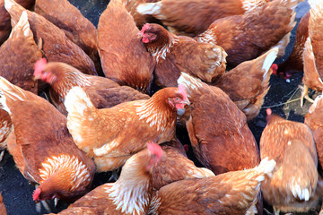 Brown chickens