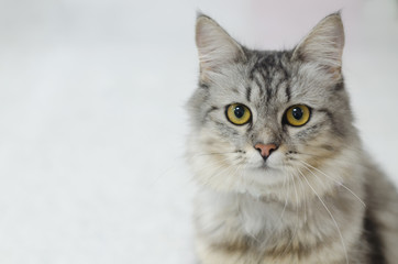 Tabby Persian cat on a light gray background