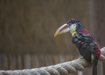 Curl-crested Aracari (Pteroglossus beauharnaesii)