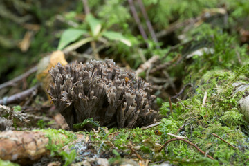Stinking earthfan, Thelephora palmata