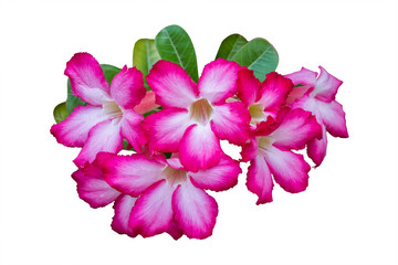 Adenium flower pink isolated on white background, Clipping path
