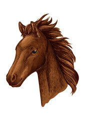 Fototapeta na wymiar Brown mare horse head sketch with arabian filly