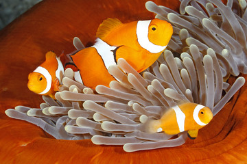 Clownfish Family in Sea Anemone - obrazy, fototapety, plakaty