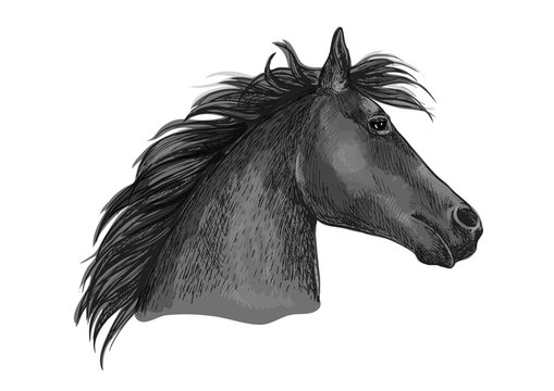 Black racehorse sketch with horse head
