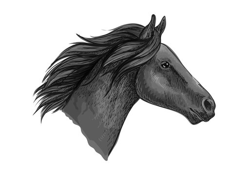 Black stallion horse sketch with racehorse head