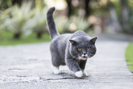 The gray shorthair cat